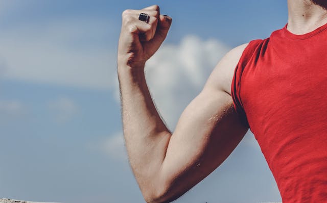 muscle et la graisse