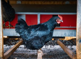 L'âme des animaux Pourquoi leur bien-être est le reflet de notre humanité